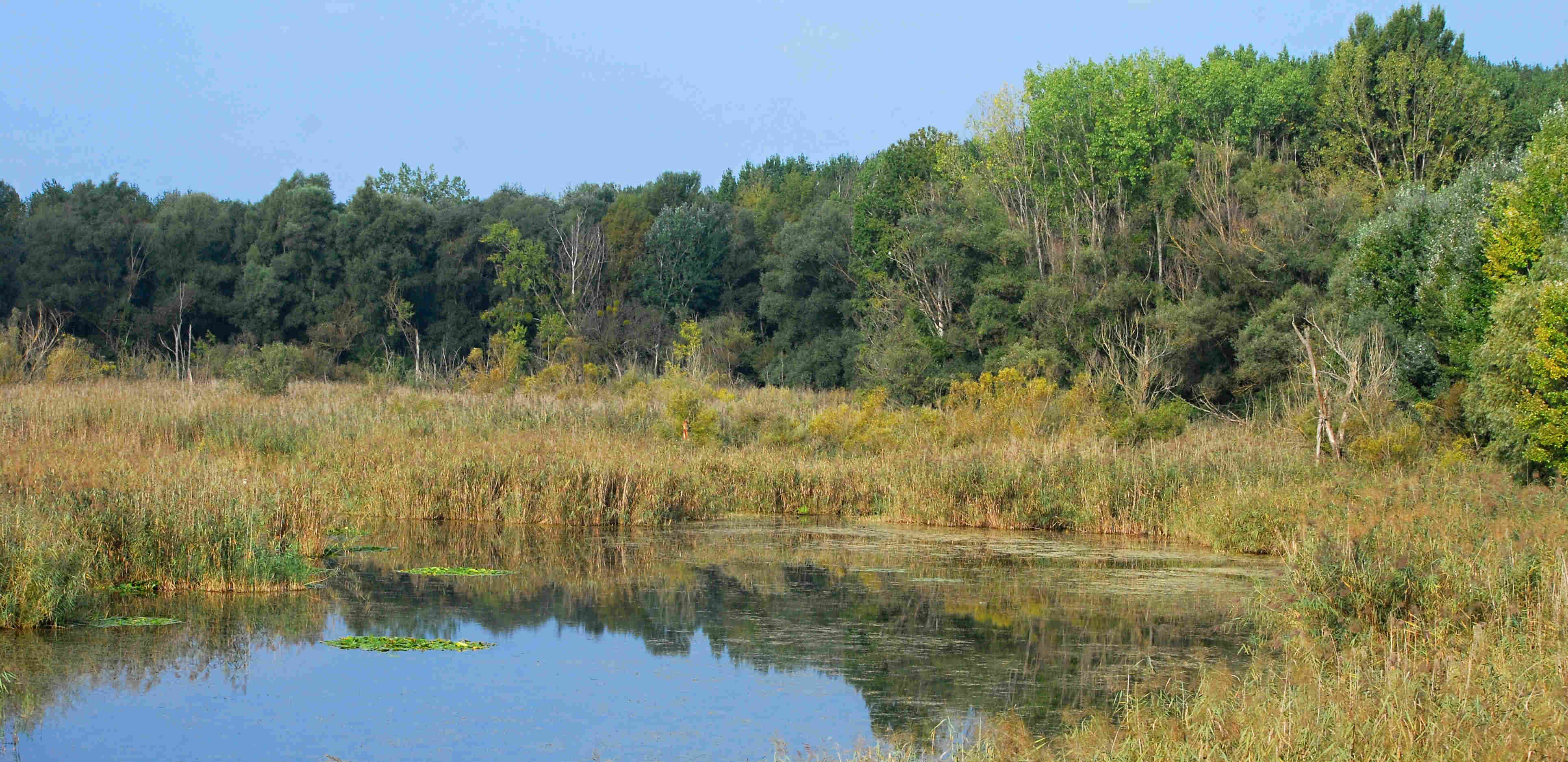 Lužný les bažiny