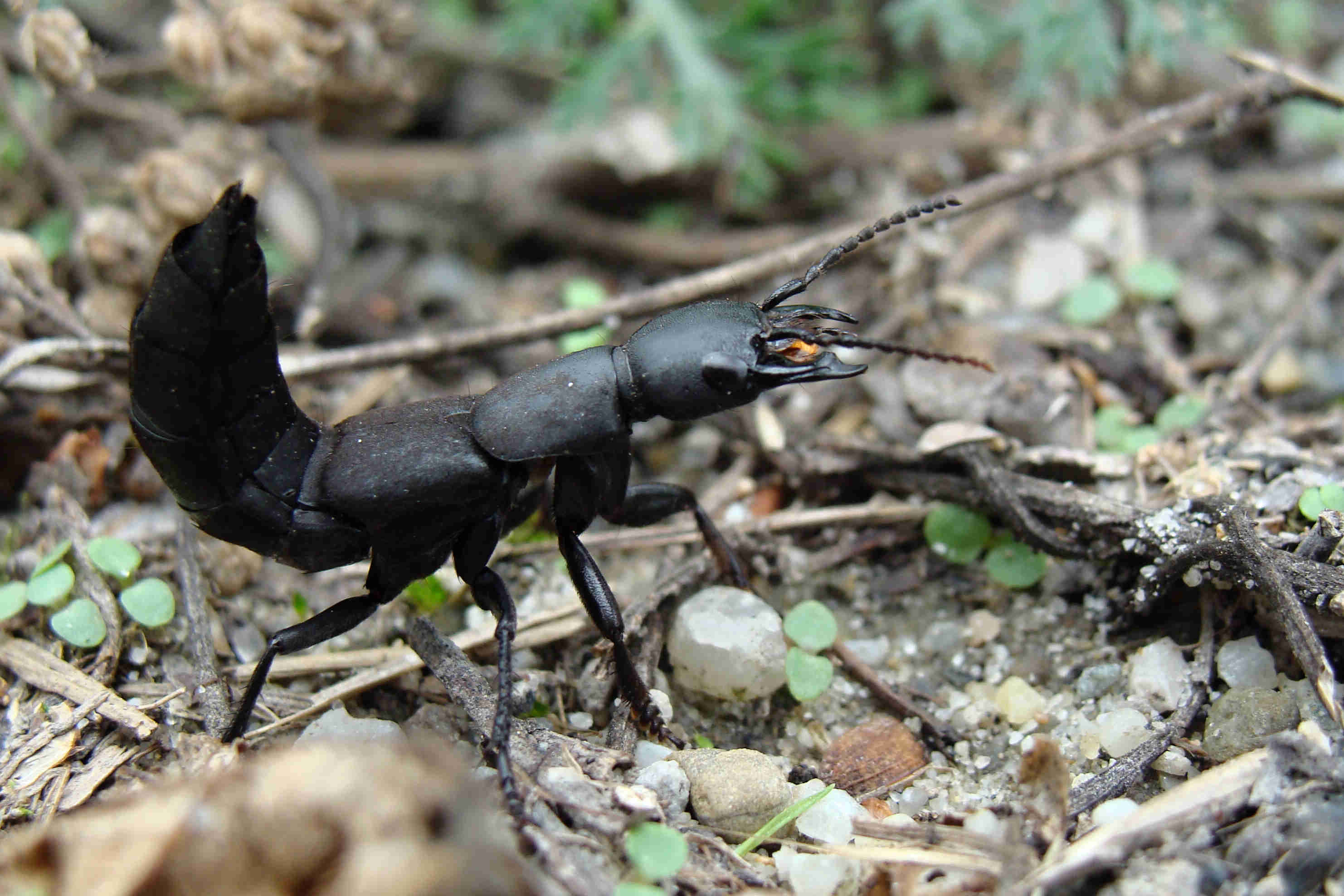 larva-cvrčka obyčajného