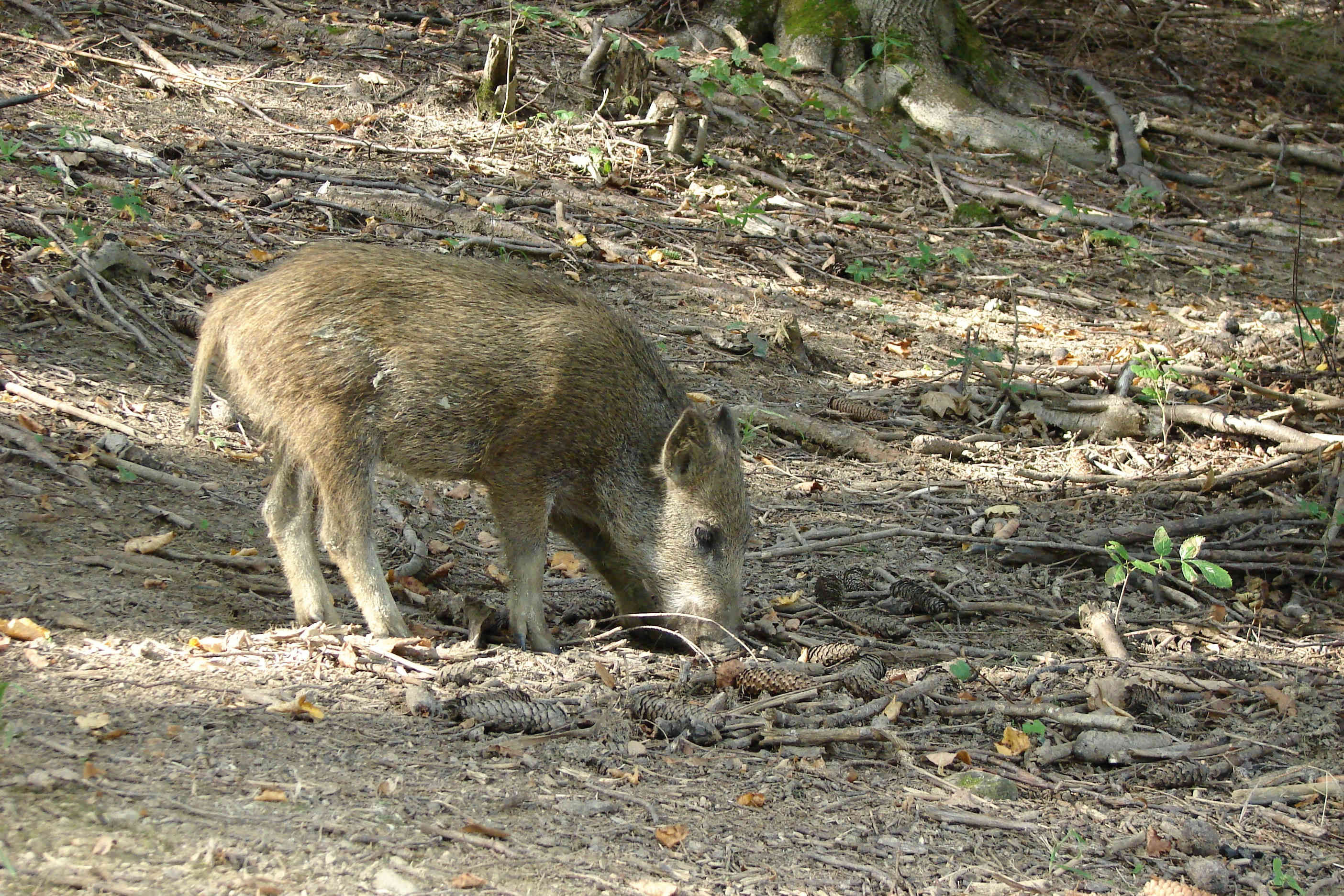 Diviak obyčajný-12