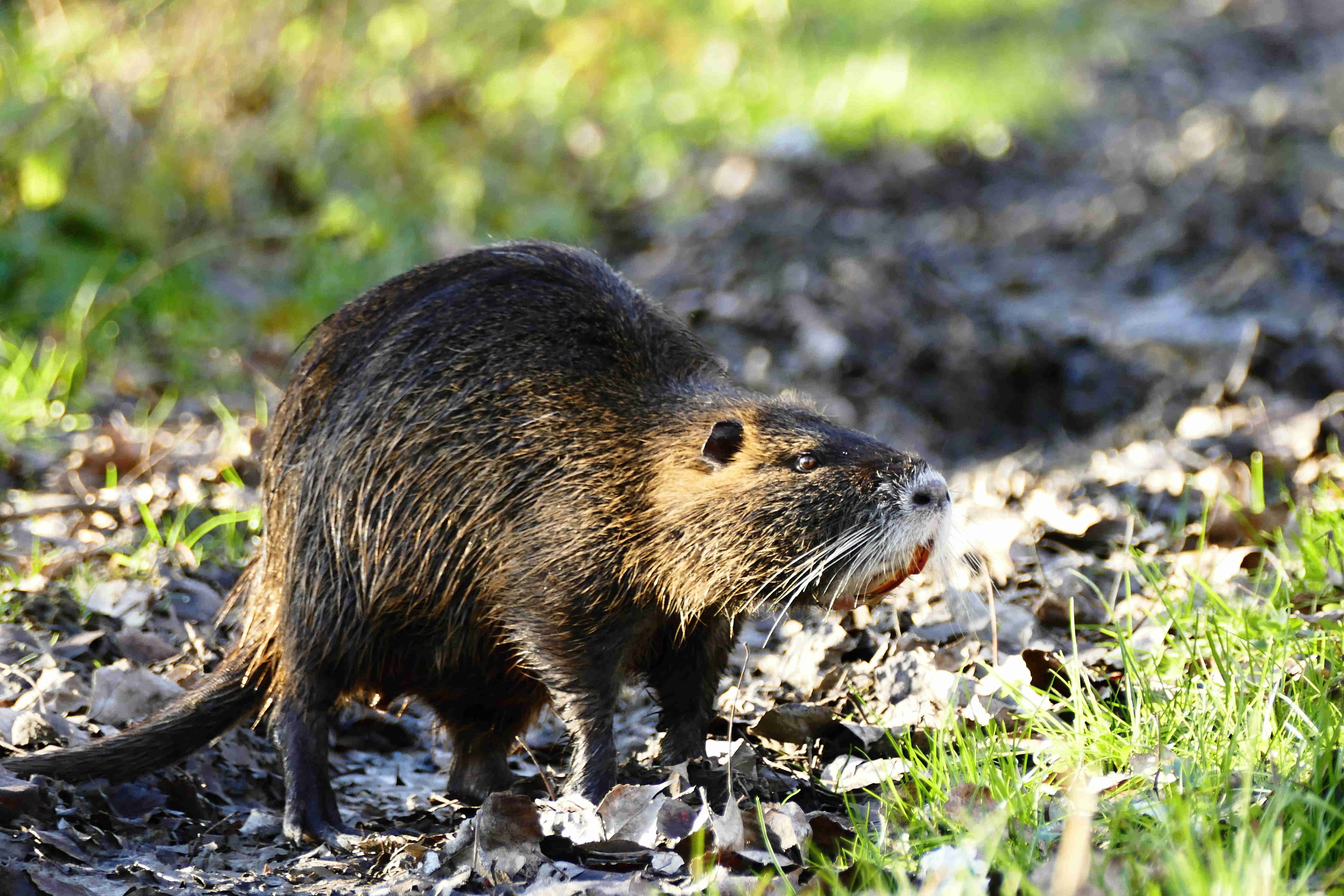 Nutria vodná