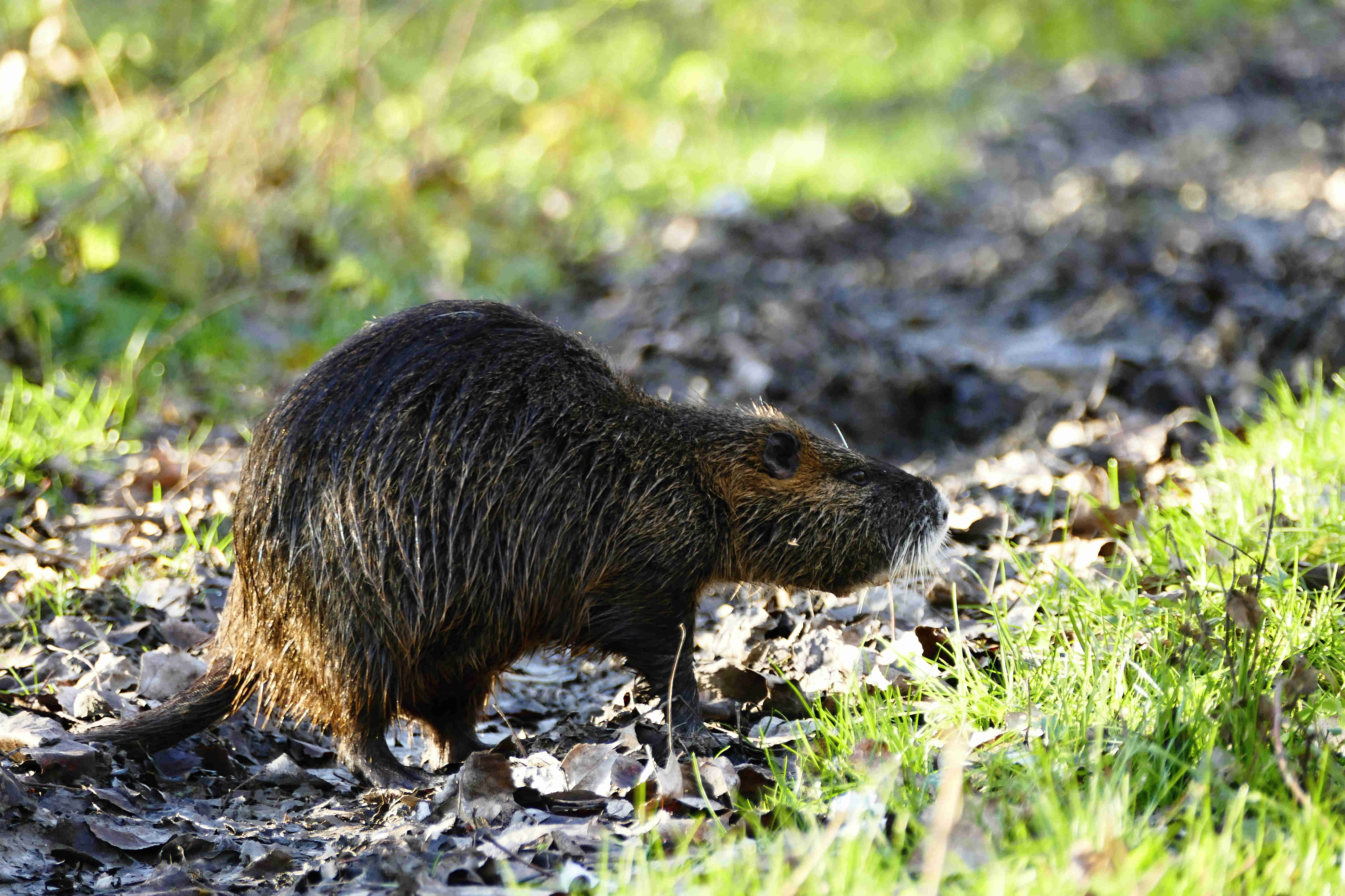 Nutria vodná-1