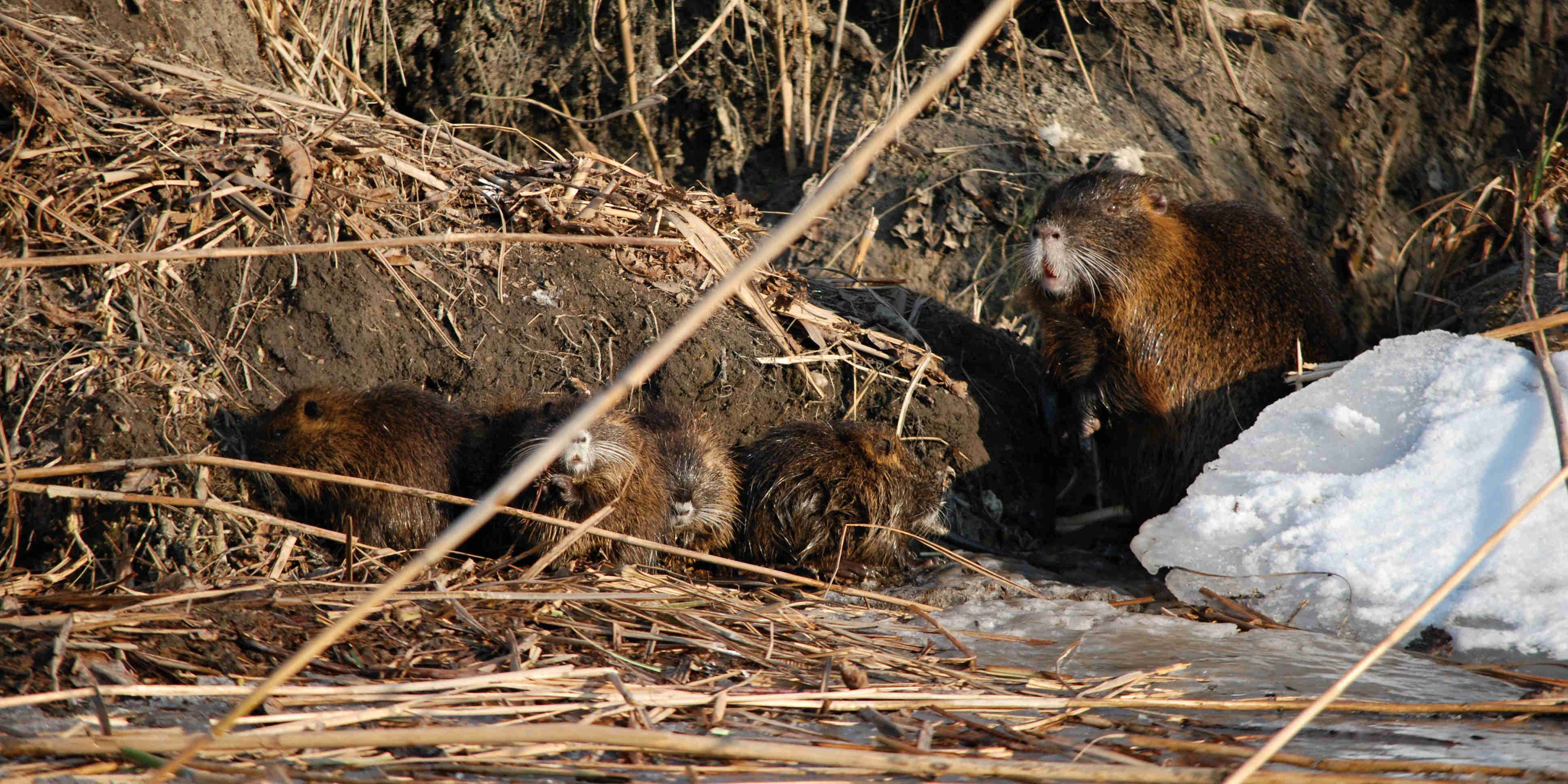 Nutria vodná-2