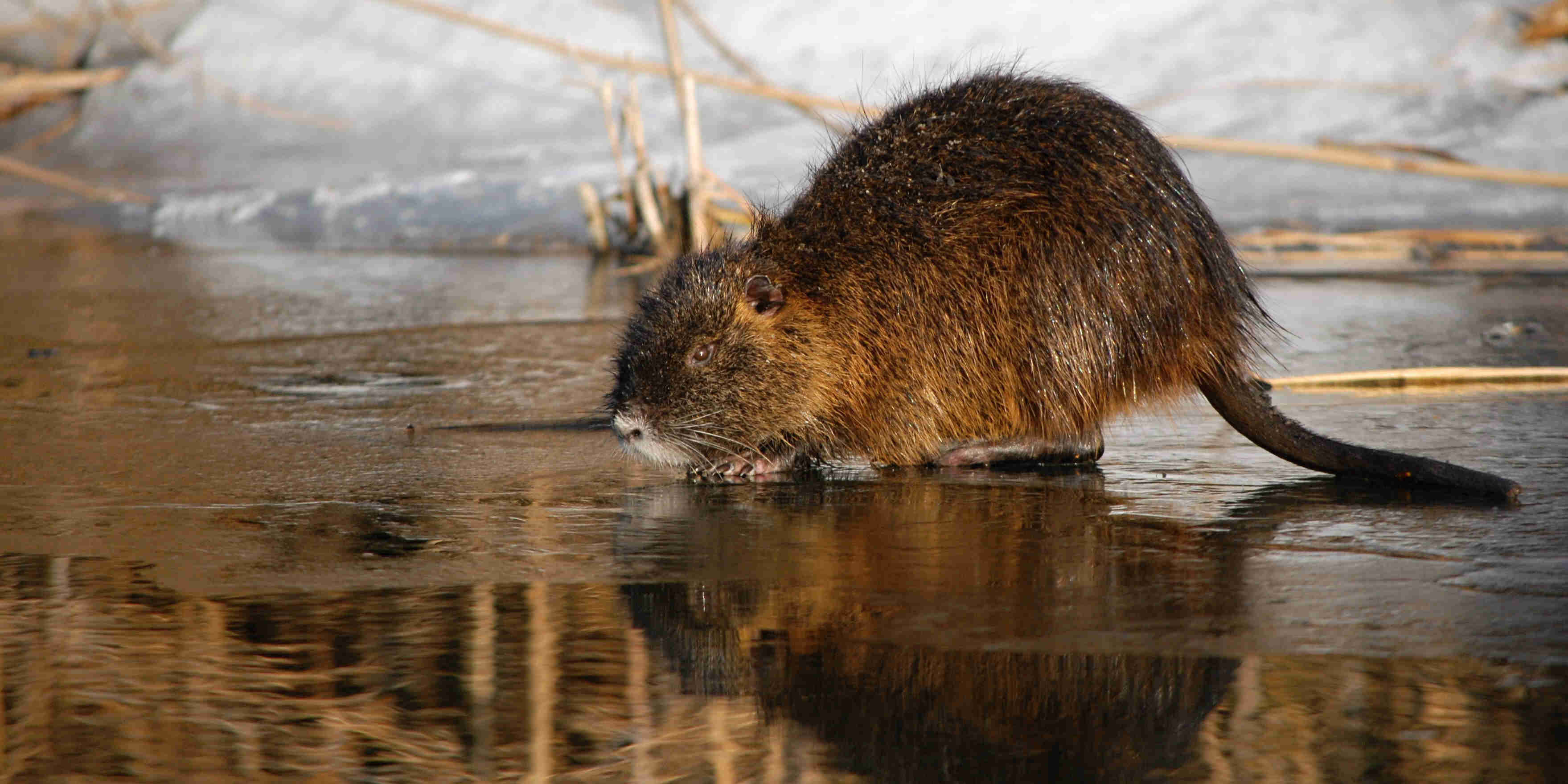 Nutria vodná-3