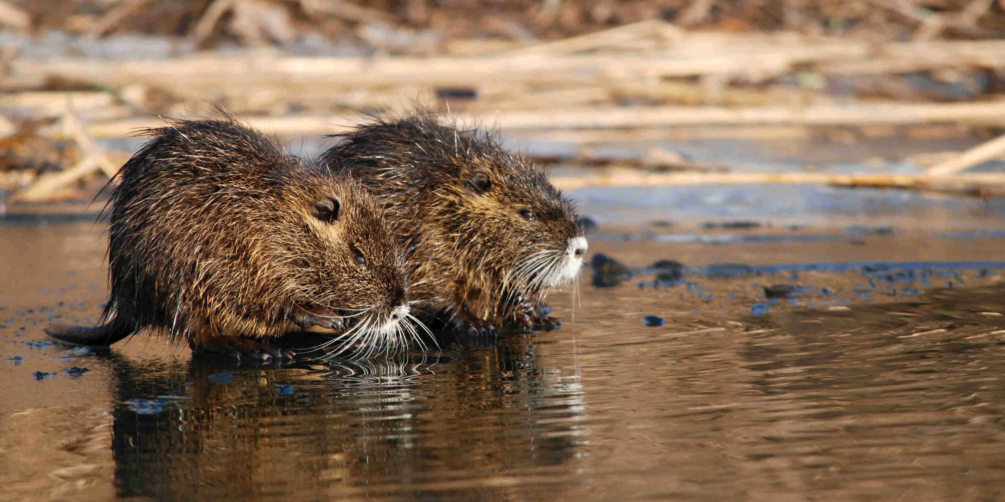 Nutria vodná-4