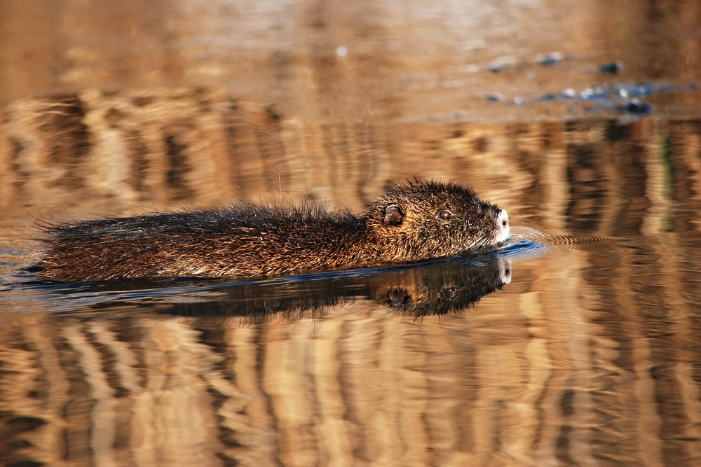 Nutria vodná..