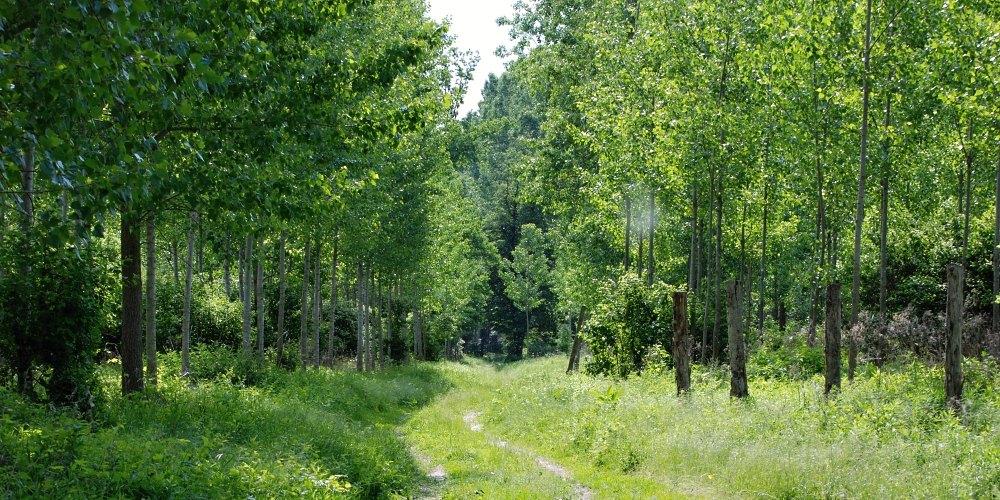 Jar na Žitnom ostrove